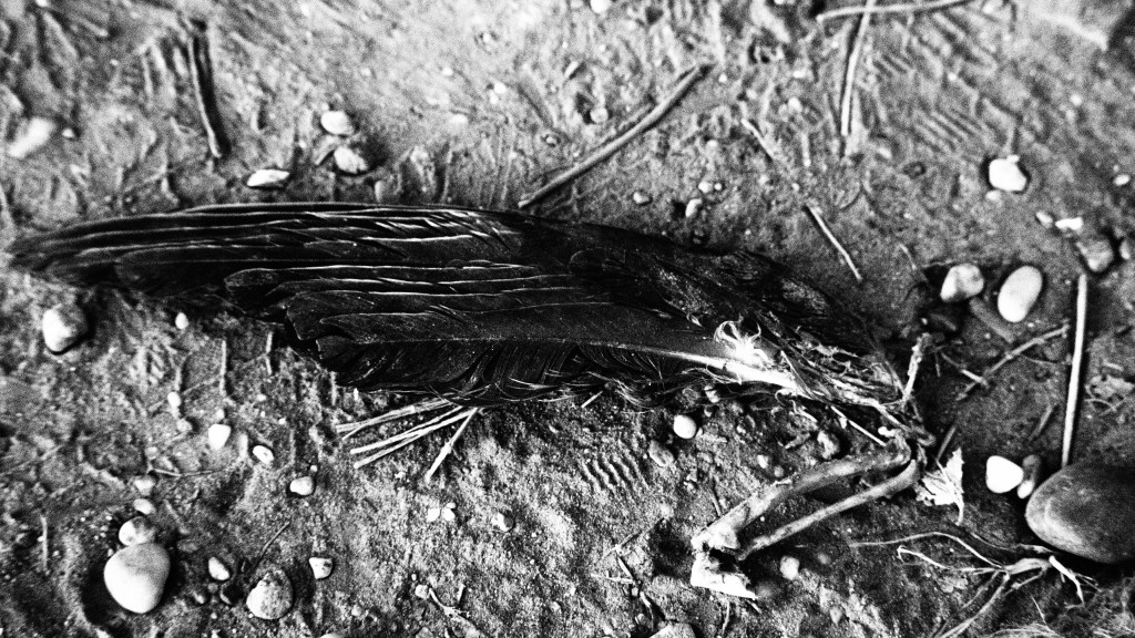 Black-and-white close-up of a torn-off dark bird's wing lying on sandy ground among pebbles, twigs and footprints, with exposed bone at the joint.