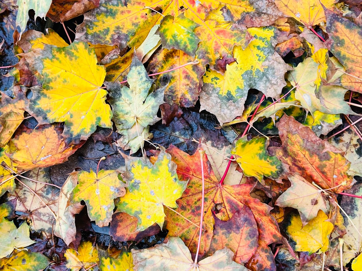 Fall Impressions